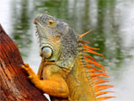 Barra del Potrero Iguana Sanctuary